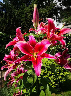 Abundant Bloom And Color