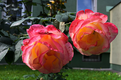 Two Roses