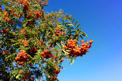 Abundance Of Rowan Berries 