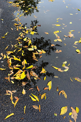 First Fallen Leaves