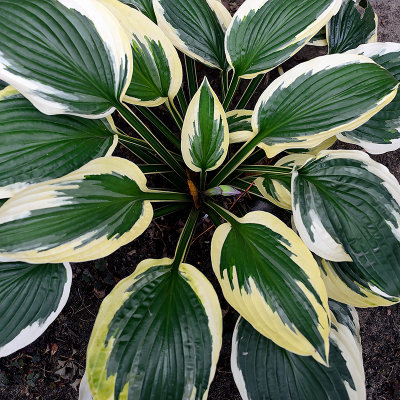 Leaves Of Two Colors