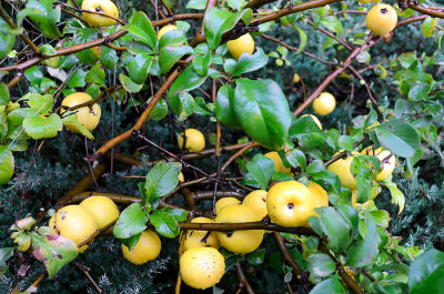 Quince Fruits