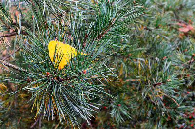 Yellow And Green. Leaf And Needles. 