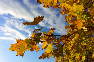 Autumn Leaves And Clouds