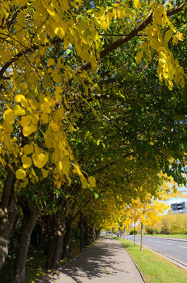Walking Under Yellow And Green