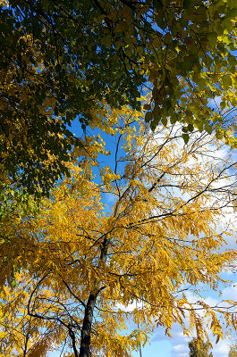 October Trees 