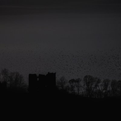 murmuration