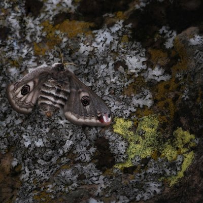 Emperor Moth (deceased) 