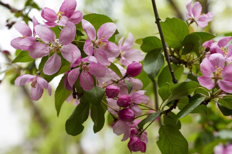 Crabapple 3 @f8 a7