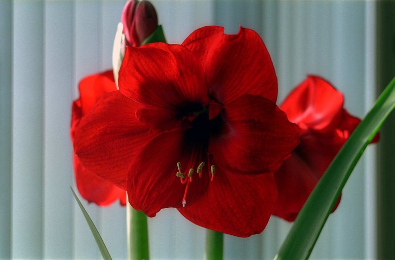 Amaryllis Reala