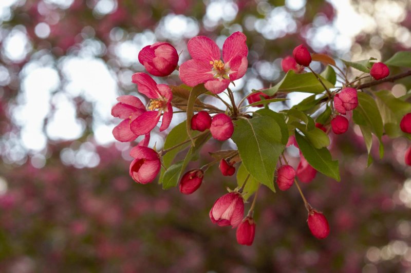 Crabapple @f2.8 KDN