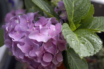 Hydrangea @f4.5 5D