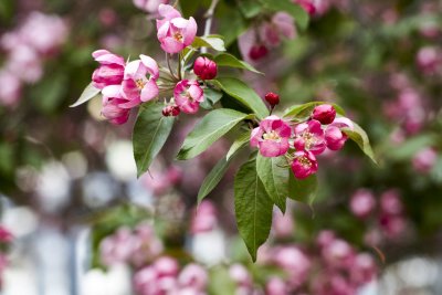 Crabapple @f5.6 5D