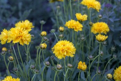 Coreopsis? @f1.2 5D