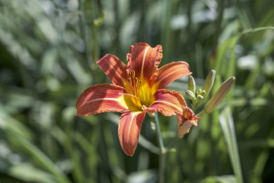 Day lily @f2.8 5D