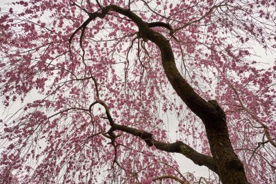 Cherry tree in Haradani-en Kyoto @f4 D700