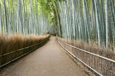 Bamboo forest in Sagano Kyoto @f8 D700