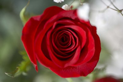 A rose @f2.5 5D