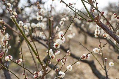 Plum @f2.8 D700