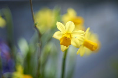 Daffodil @f2 D700+8mm Ext.tube