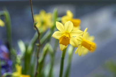 Daffodil @f5.6 D700+8mm Ext.tube