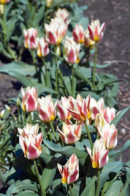 Tulips @f5.6 NEX5