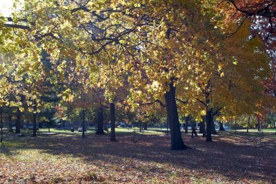 Autumn @f5.6 NEX5