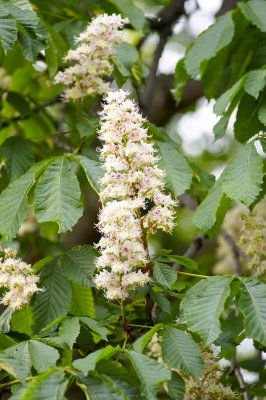 Flower of horse chestnut tree @f4 D700