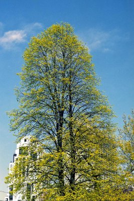 A tree Reala