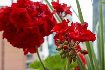 Geranium @f8 NEX5