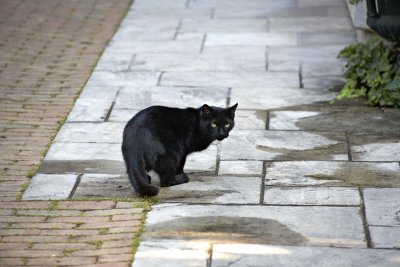 A black cat @f5.6 5D