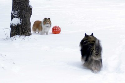 Two shelties M8