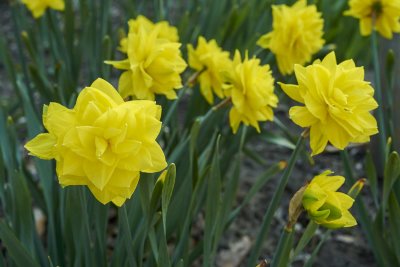 Daffodil @f8 D800E