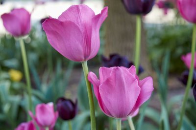 Tulips @f5.6 SB+NEX5