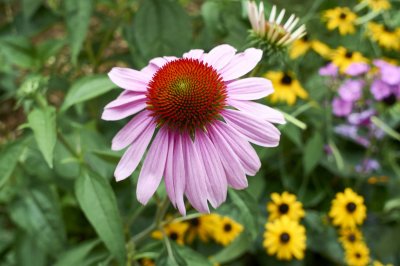 Echinacea @f5.6 A12