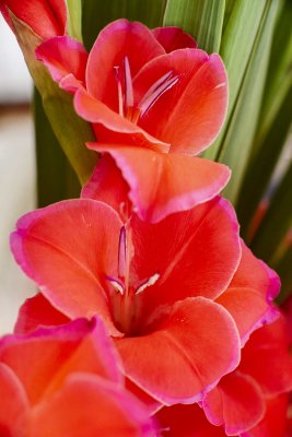 Gladiolus by 50/1.4 @f5.6 a7
