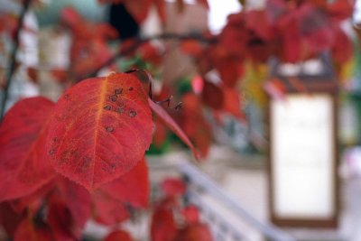 Coloured leaves @f3.5 Reala