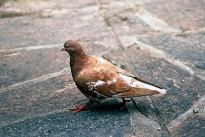 A pigeon Fujichrome