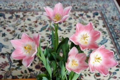 Tulips @f8 Z7