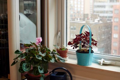 Cyclamen @f5.6 Z7