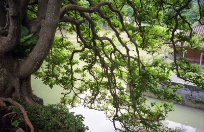 Ficus microcarpa