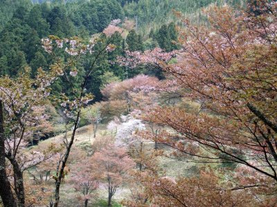 Sakura in Yoshino Nara