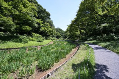 Iris field in Meiji-Jingu naien @f8 14mm Z7
