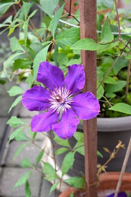 Clematis @f8 Z7