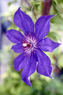 Clematis @f4 Z7