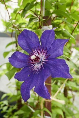 Clematis @f11 Z7