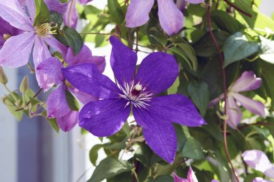 Clematis 1 @f8 a7R2