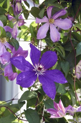 Clematis 2 @f8 a7R2