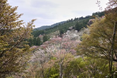 Sakua in Yoshino