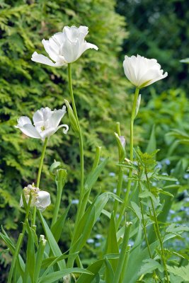 white tulips Reala